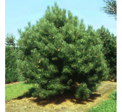 Сосна черная (Pinus nigra) С2